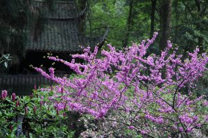 STAGE DE QI GONG DES TENDONS YI JIN JING